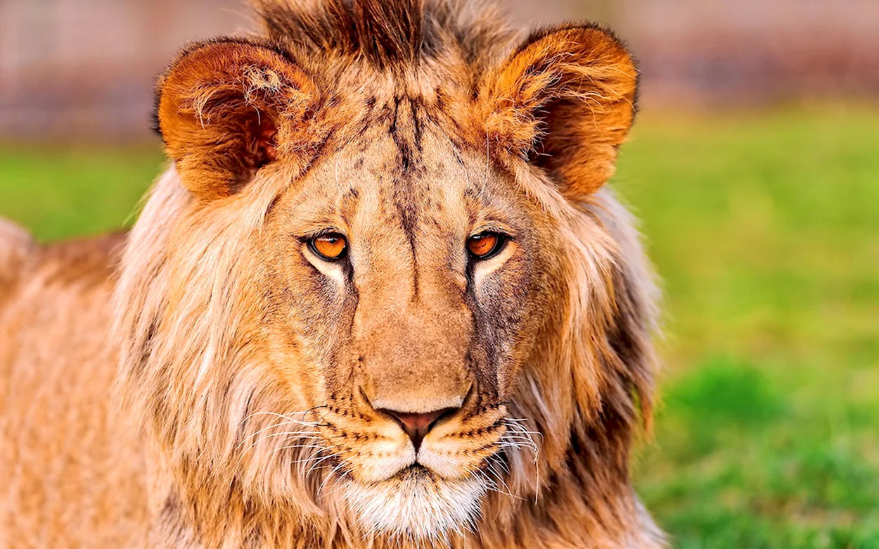 Лев Panthera Leo. Красивое животное
