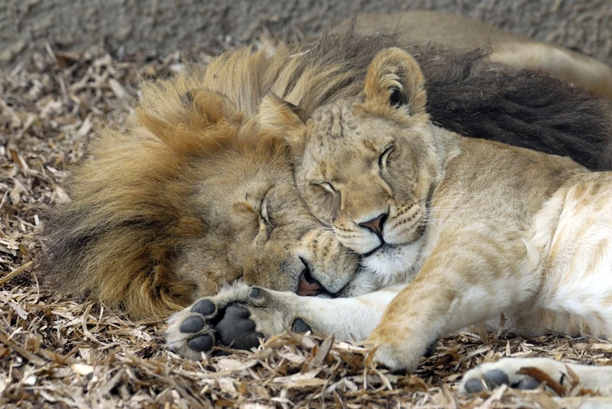 Лев спящий. Красивое животное
