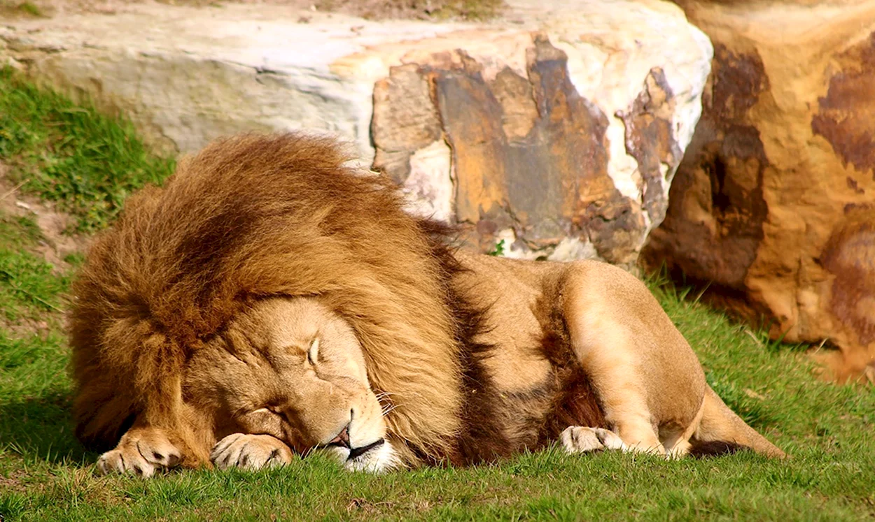 Лев спит. Красивое животное