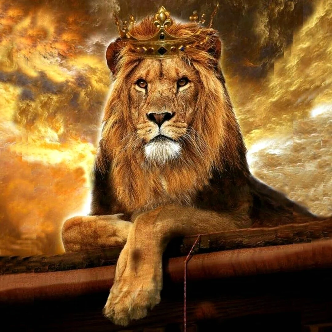 Лев царь. Картинка