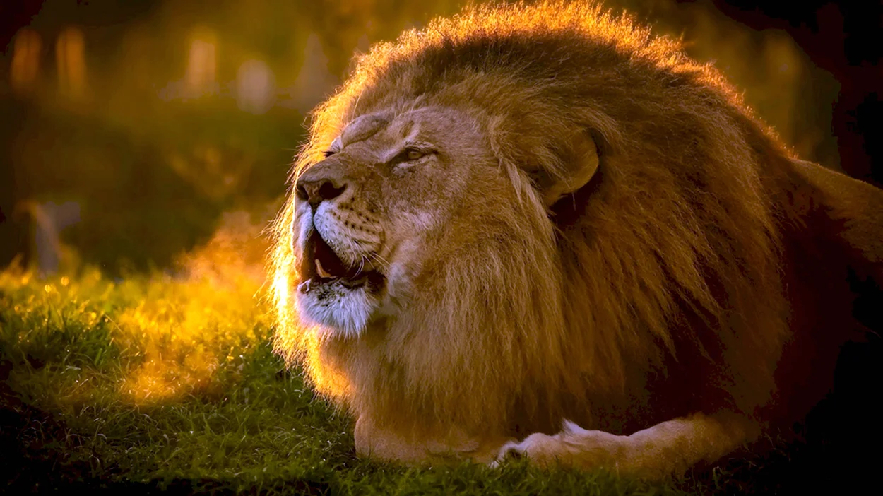 Лев царь. Красивое животное