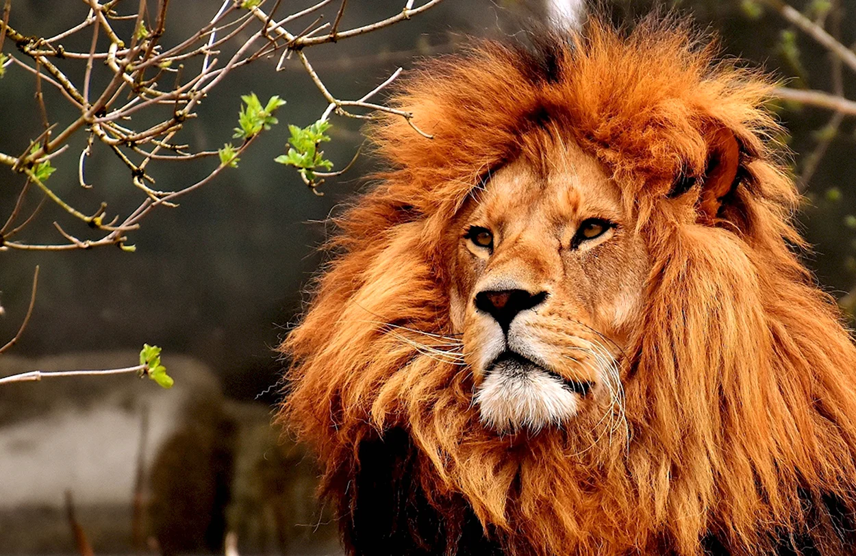 Лев царь зверей. Красивое животное
