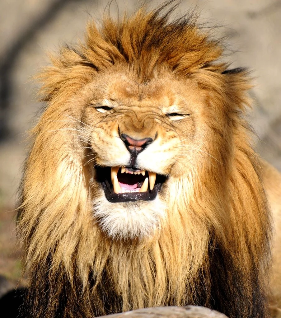 Лев улыбается. Красивое животное
