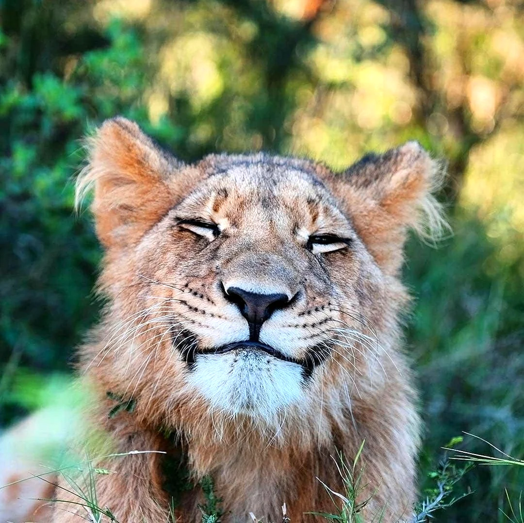 Лев улыбается. Красивое животное