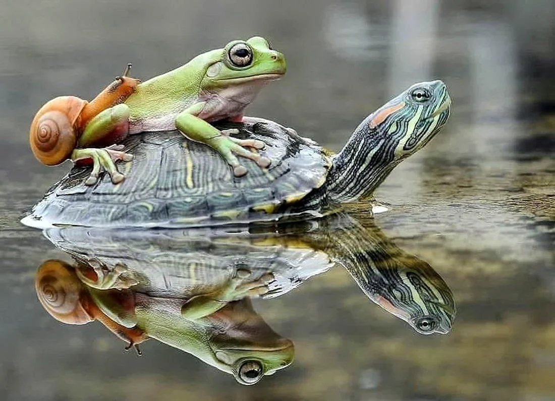 Лягушка черепаха улитка. Красивое животное