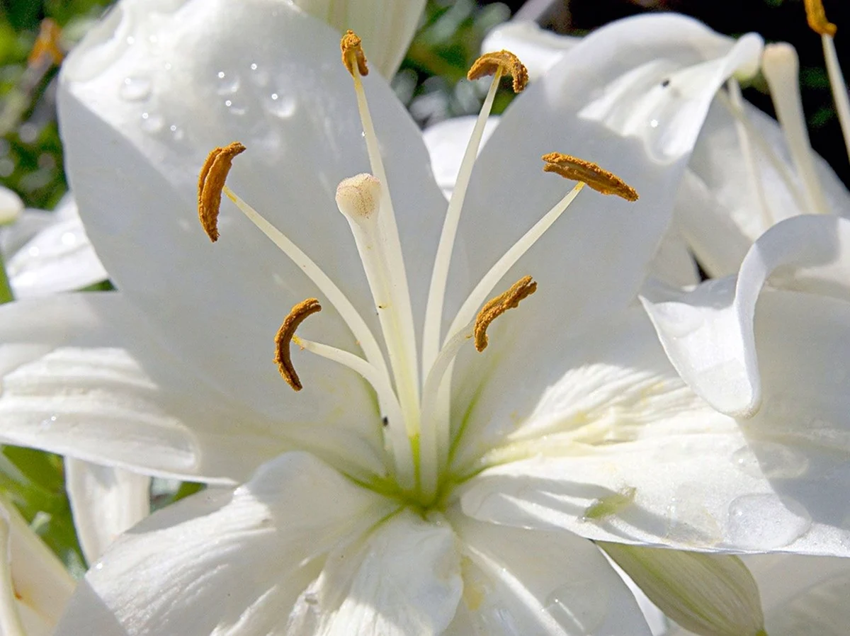 Лилия обыкновенная белая. Картинка