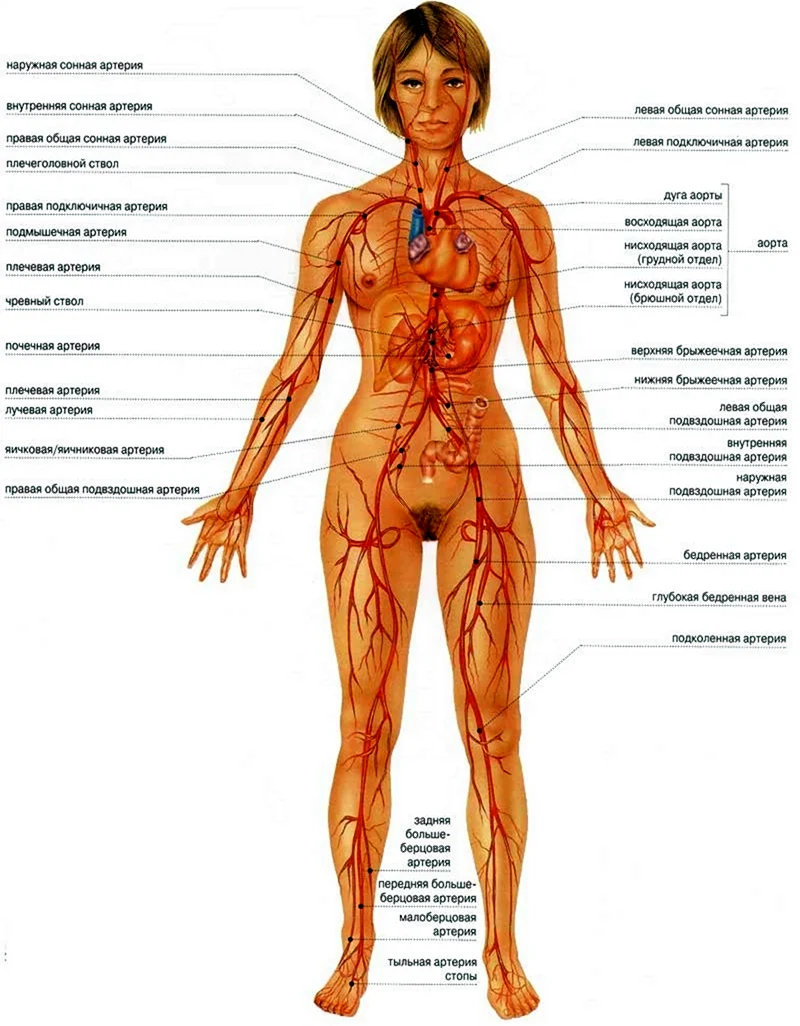 Лимфатическая система женщины схема. Картинка