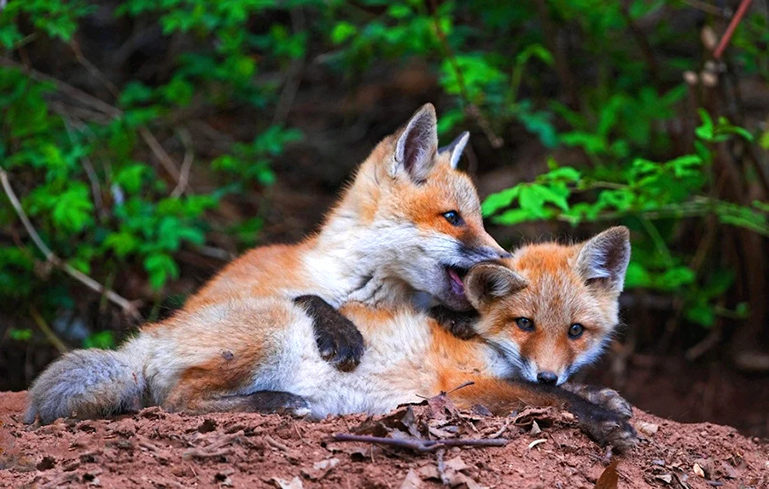 Лис лисица и Лисенок. Красивые картинки животных
