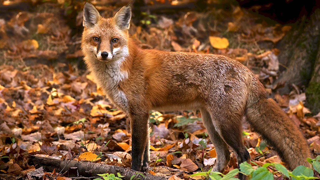 Лисица обыкновенная лисица. Красивые картинки животных