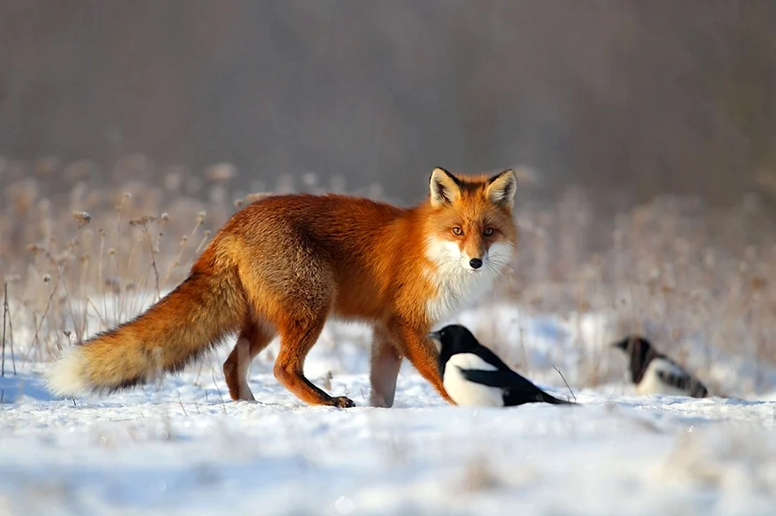 Лисица обыкновенная лисица. Красивые картинки животных