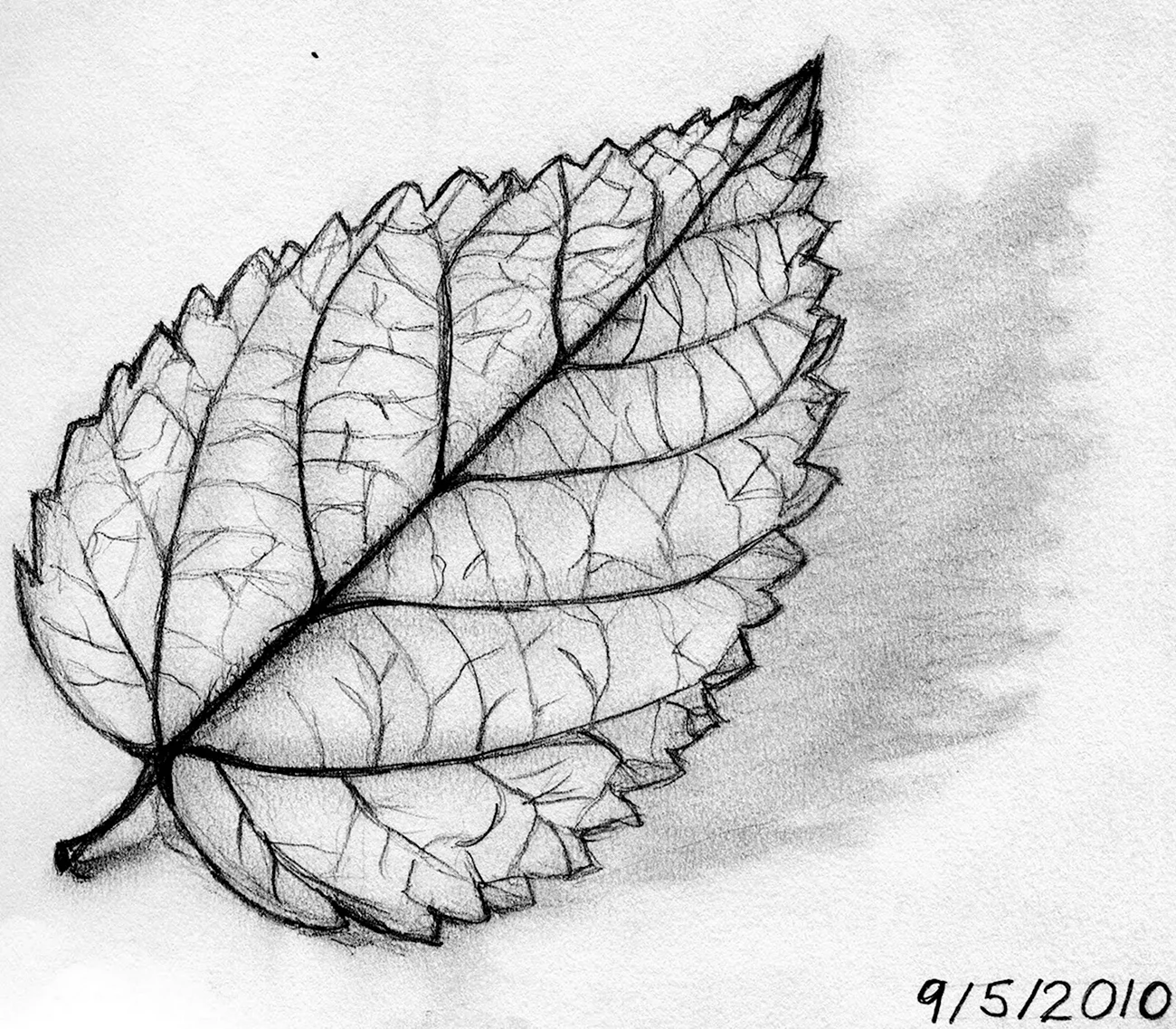 Листья карандашом. Картинка