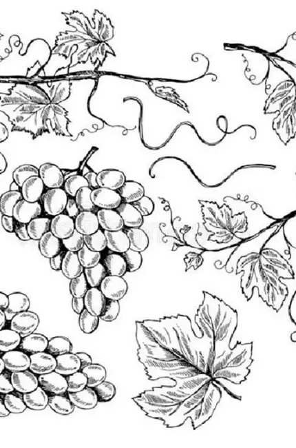 Листья винограда референс. Для срисовки