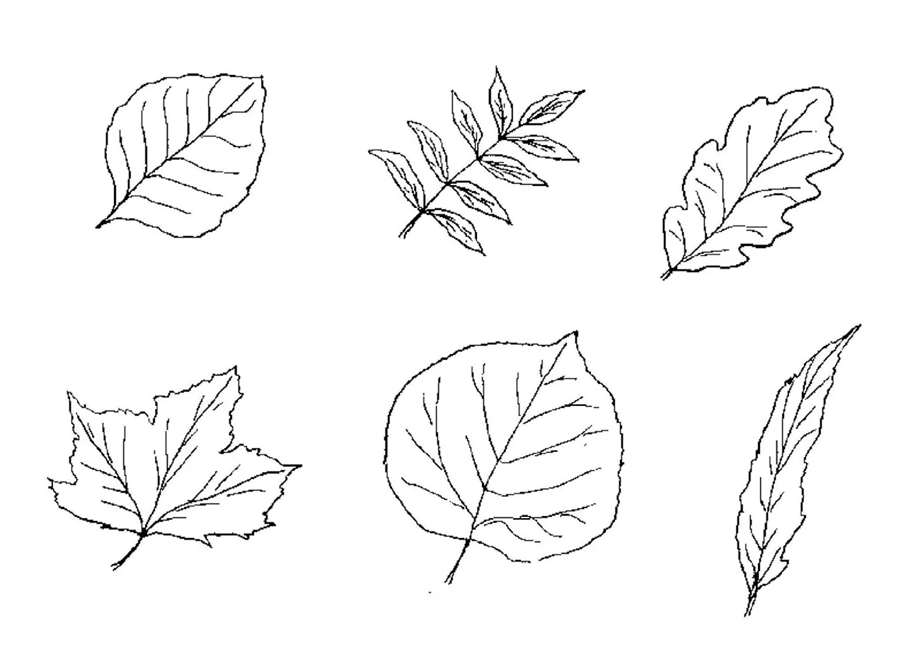 Листорасположение листьев липы. Картинка
