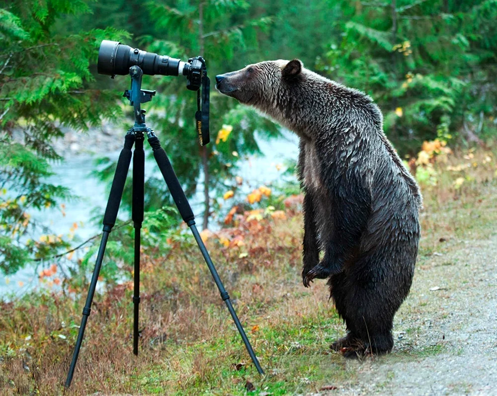 Любопытный медведь. Красивое животное