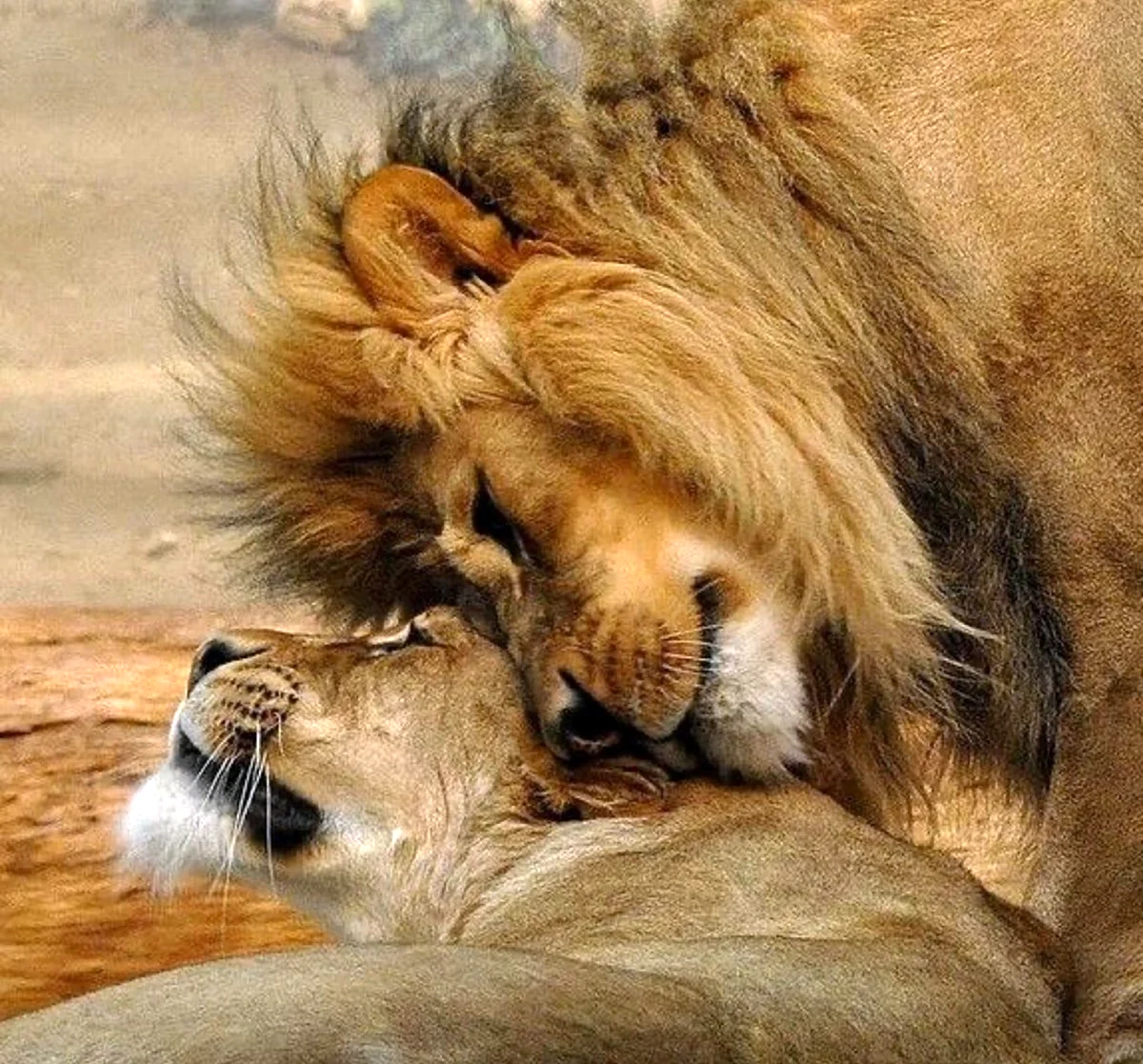 Любовь животных друг к другу. Красивая картинка