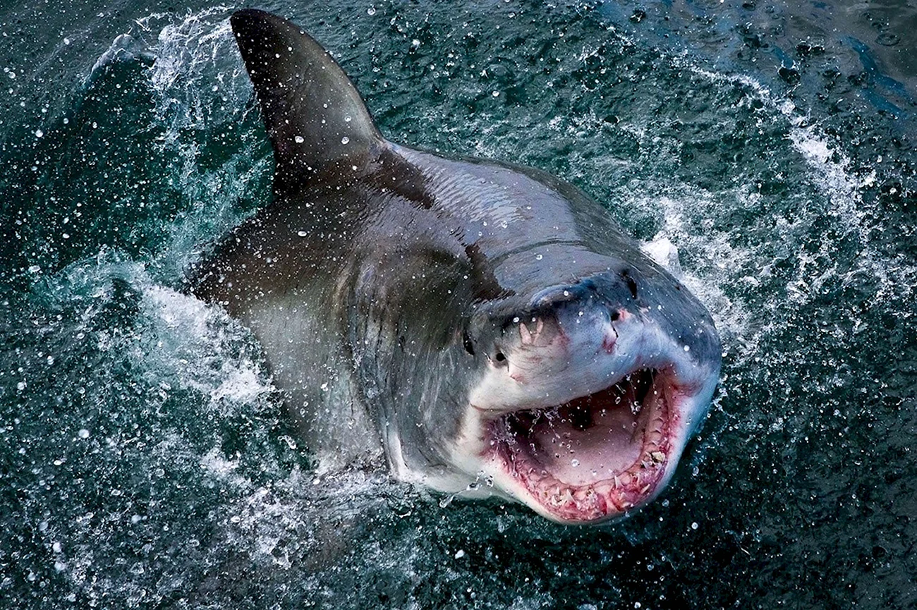 Людоед акула кархародон. Картинка