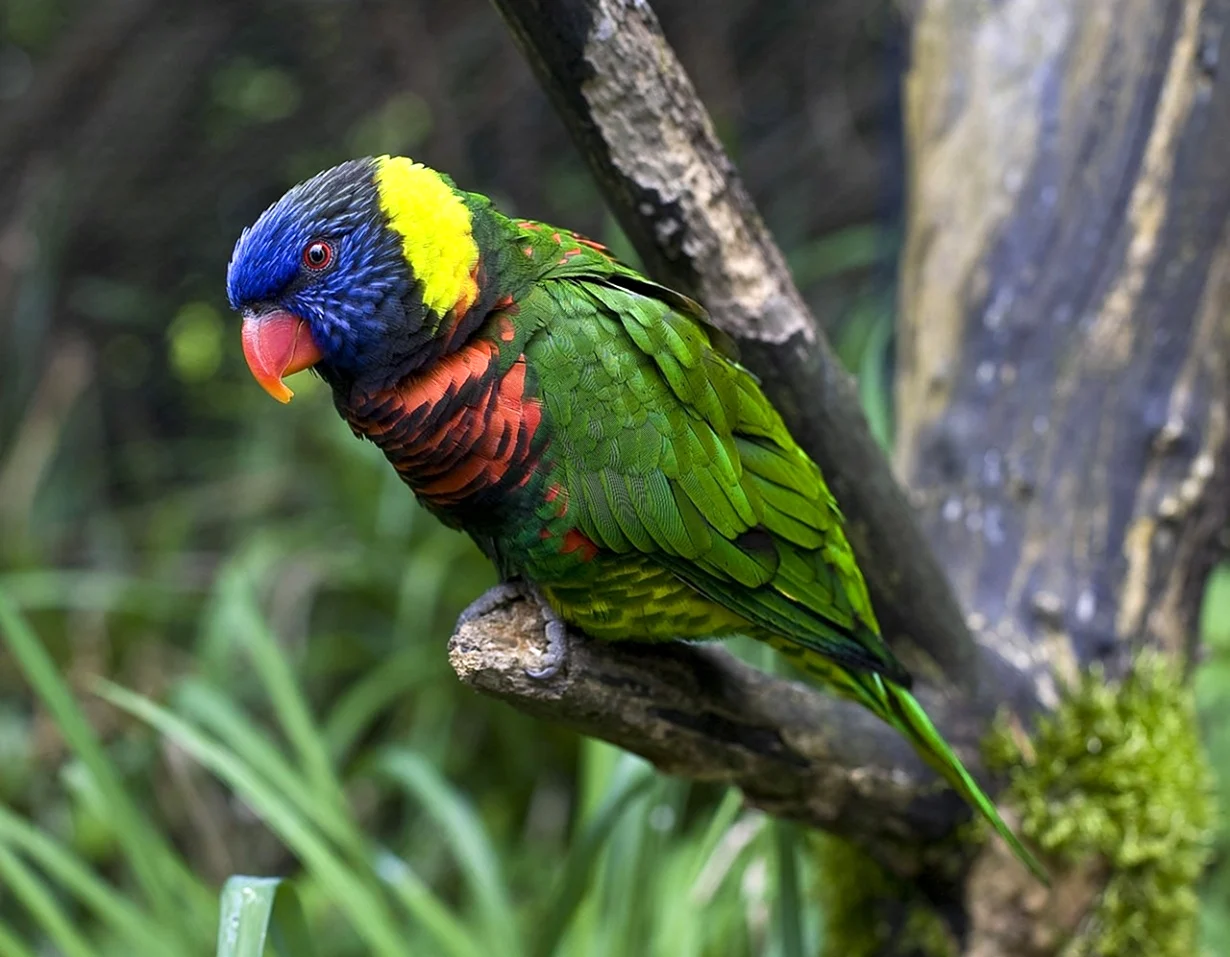 Лориевые попугаи. Красивое животное