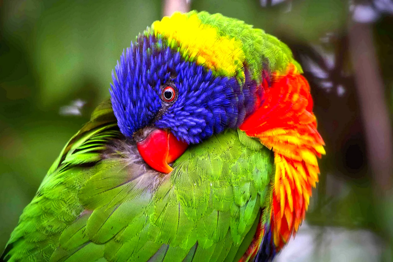 Лорикет попугай. Красивое животное