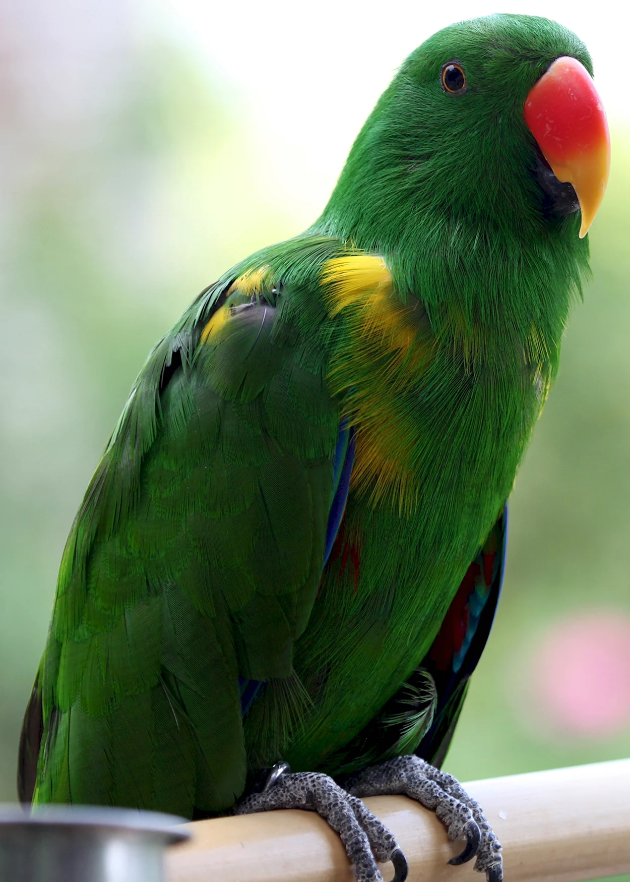 Лорикет попугай зеленый. Красивое животное