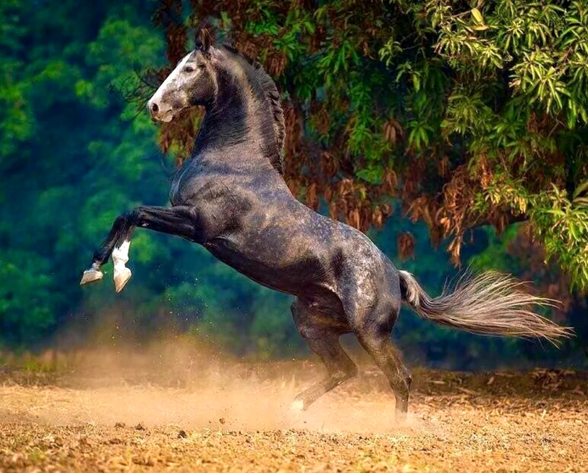 Лошадь арабский скакун Мустанг. Красивое животное