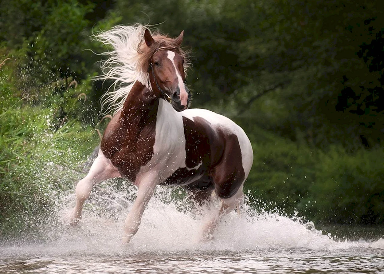 Лошадь бежит по воде. Красивое животное