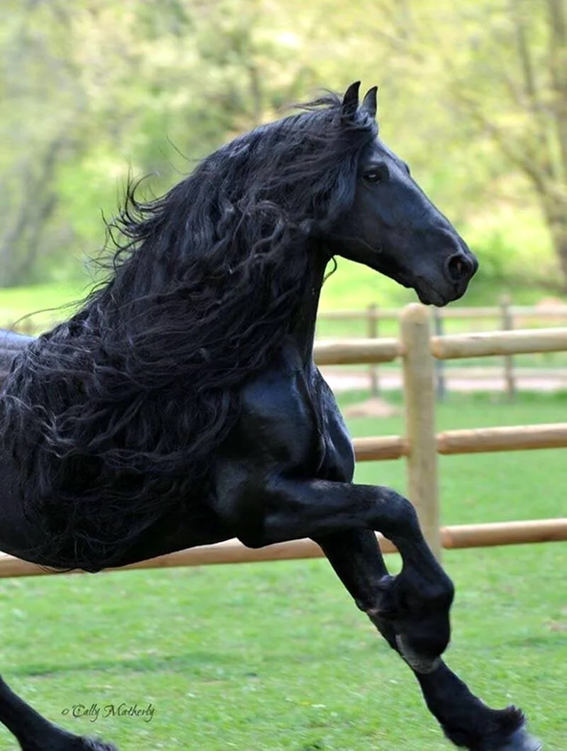 Лошадь фриз Фридрих Великий. Красивое животное
