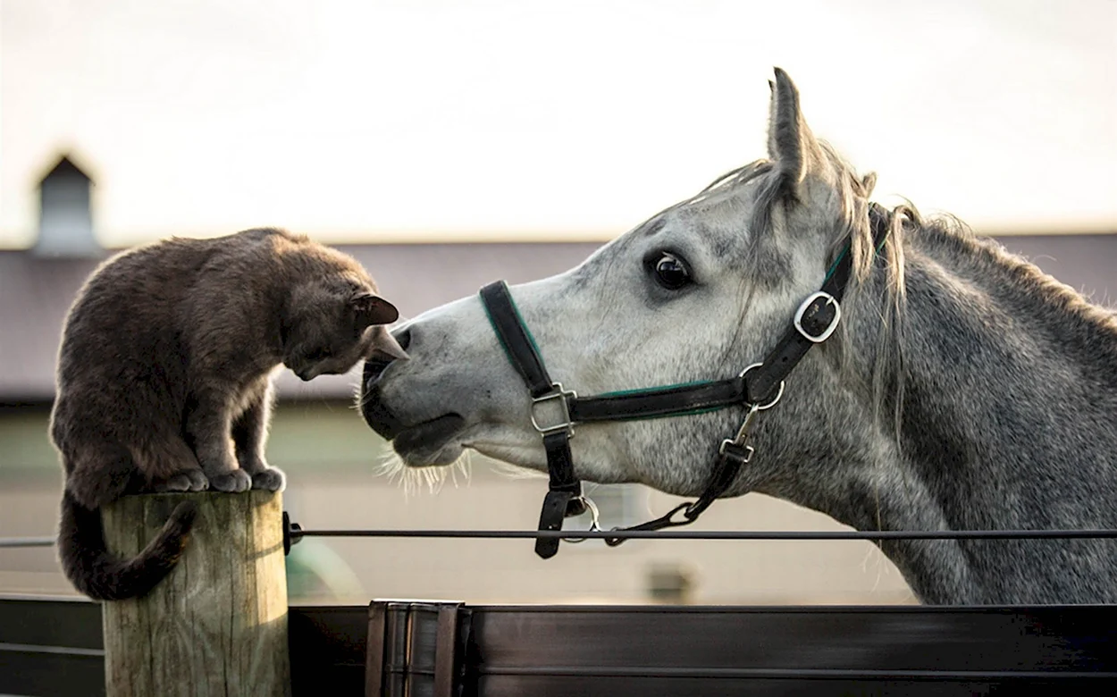 Лошадь и кошка. Красивое животное