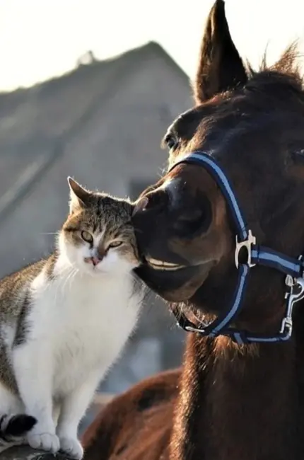 Лошадь и кот. Красивое животное