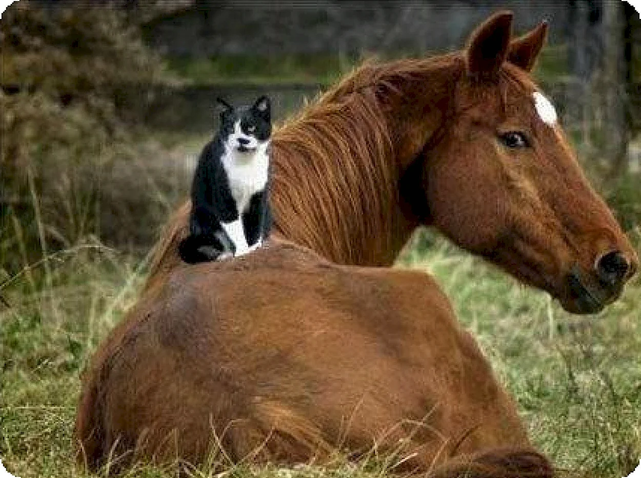 Лошадь и кот. Красивое животное