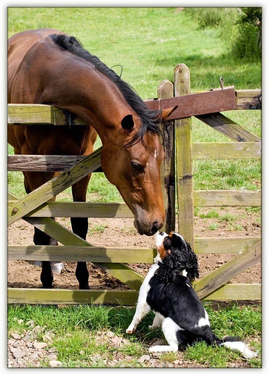 Лошадь и собака. Красивое животное