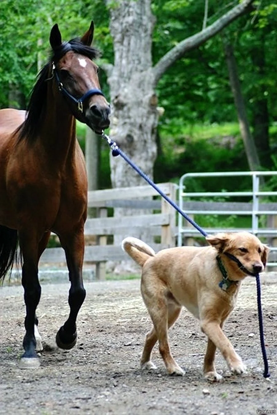Лошадь и собака. Красивое животное