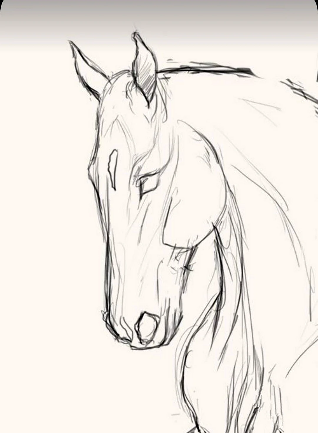 Лошадь карандашом для срисовки. Для срисовки