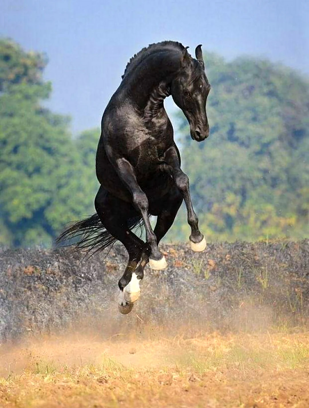 Лошадь марвари чёрная. Красивое животное