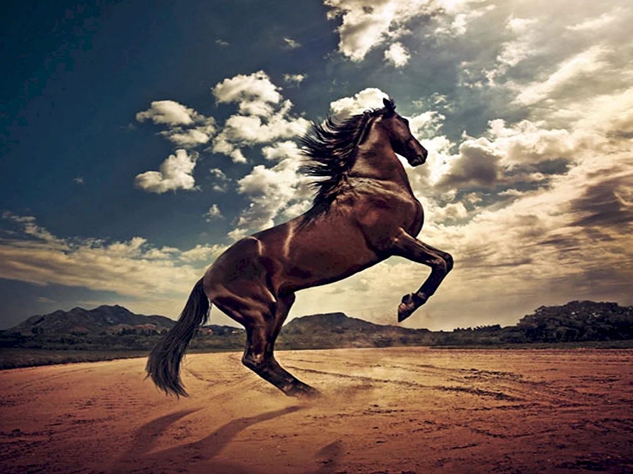 Лошадь Мустанг иноходец. Красивое животное