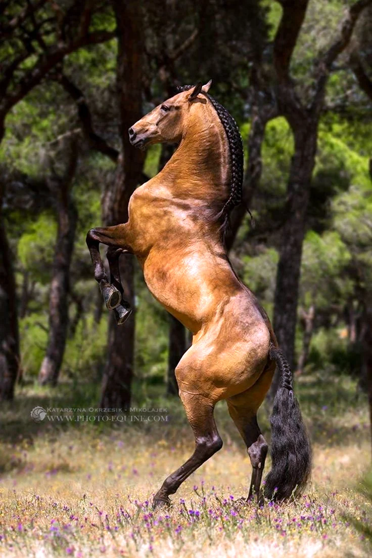 Лошадь на дыбах. Красивое животное