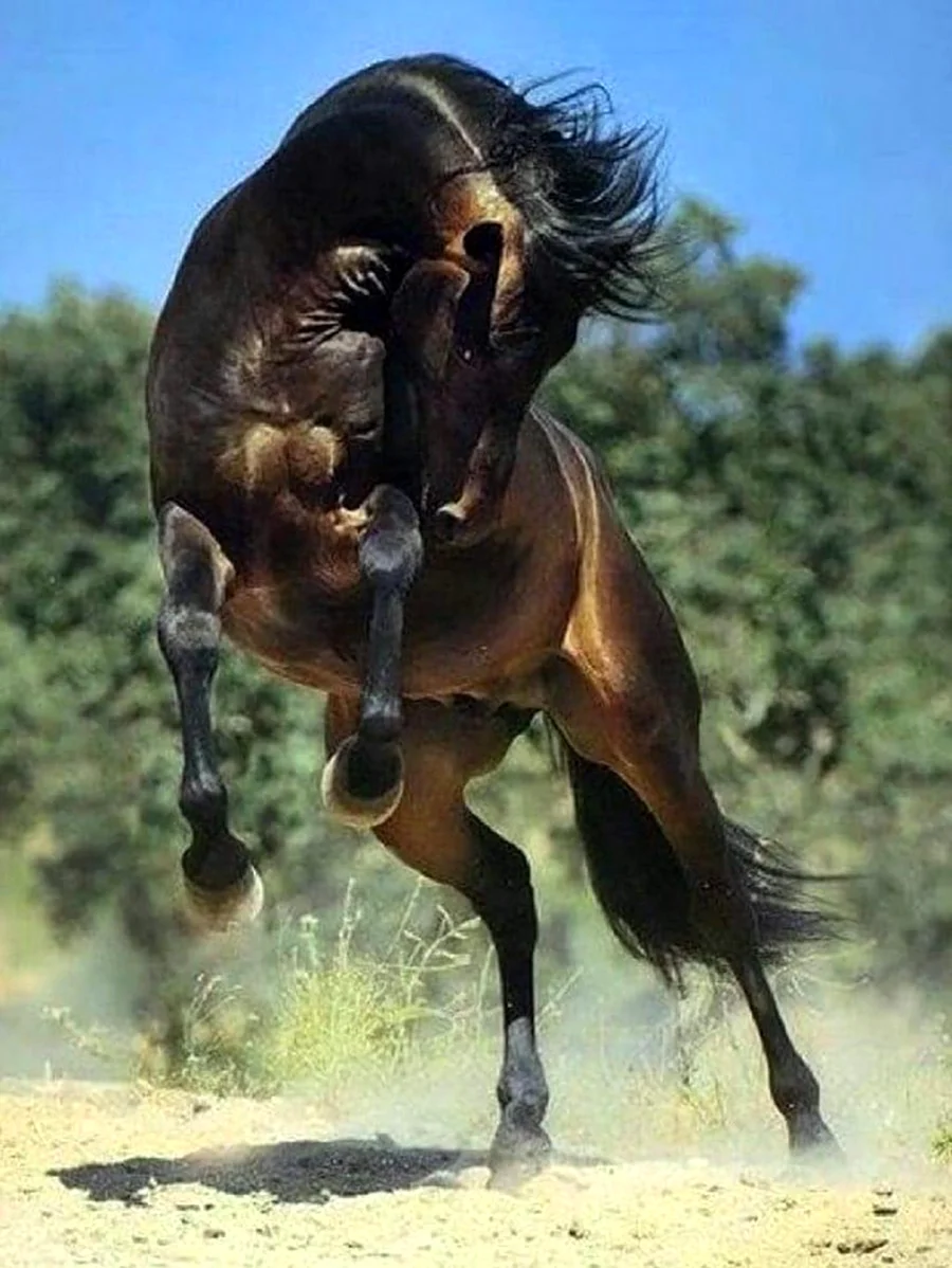 Лошадь на скаку. Красивое животное