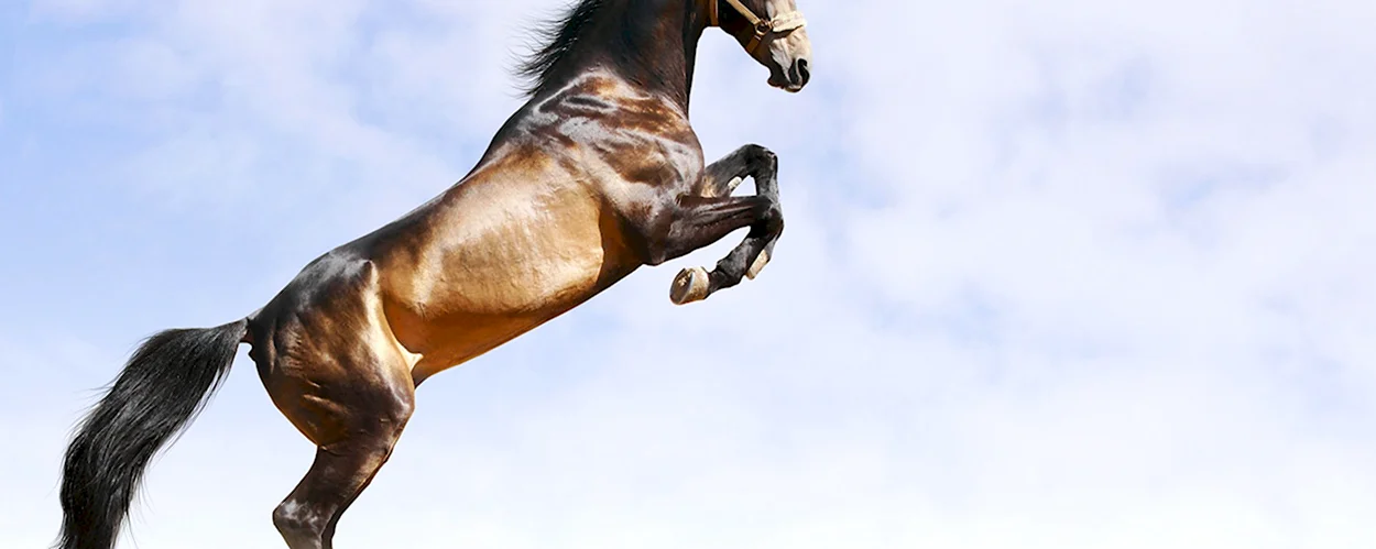 Лошадь перед прыжком. Красивое животное