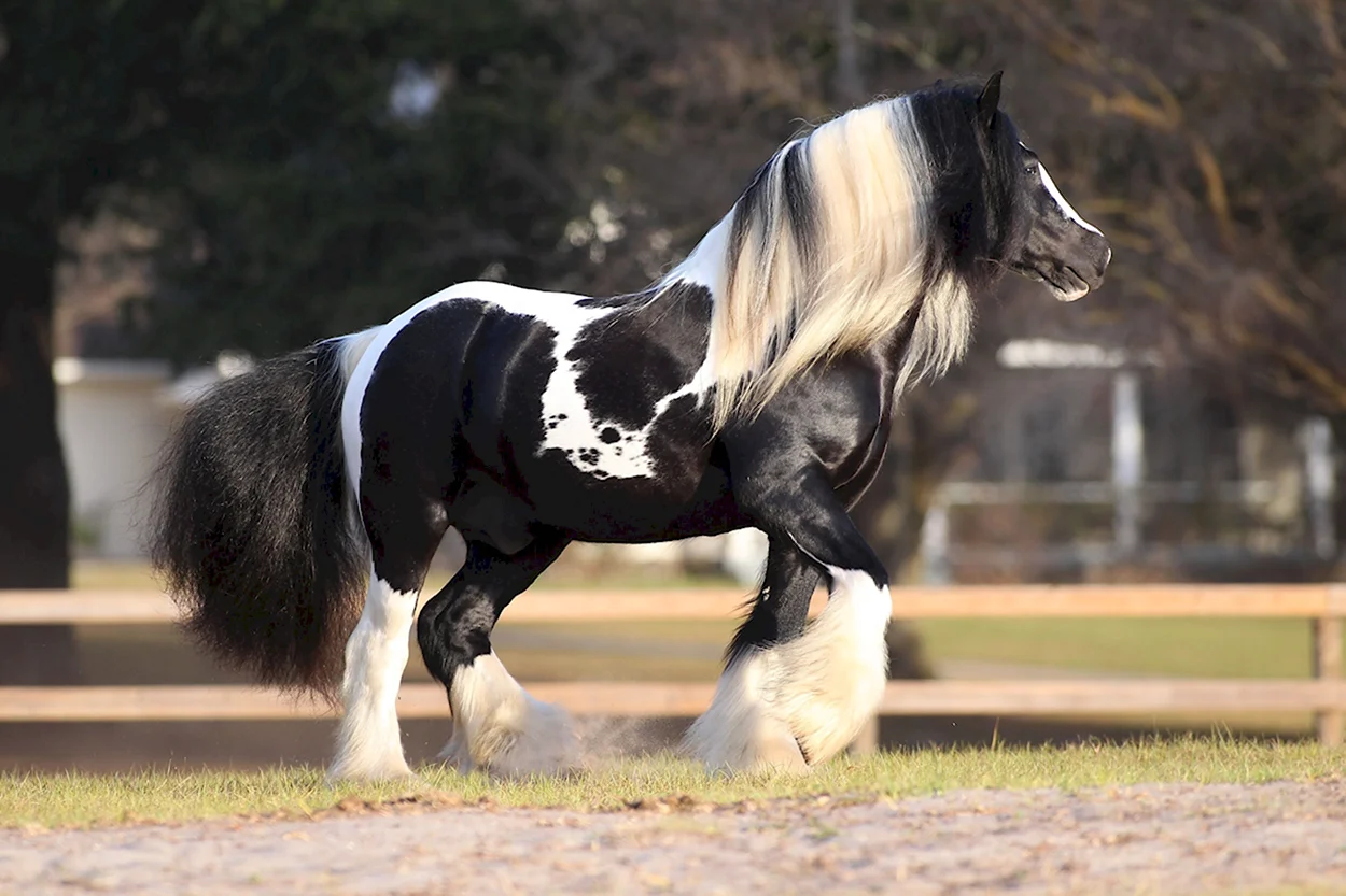 Лошадь породы Джипси. Красивое животное