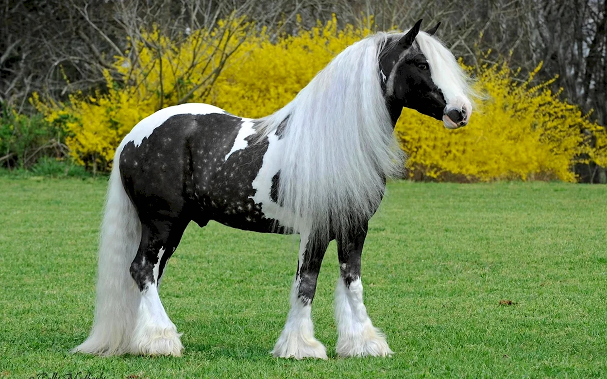 Лошадь породы Гипси Ваннер. Красивое животное