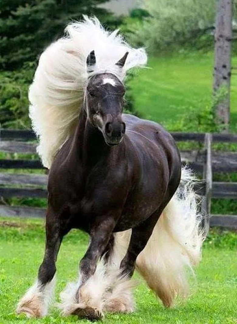 Лошадь породы Gypsy Vanner. Красивое животное