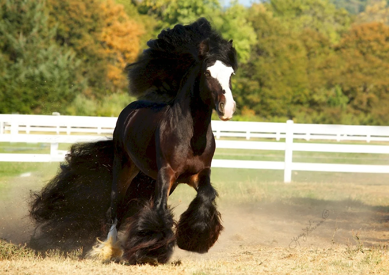 Лошадь породы Gypsy Vanner. Красивое животное