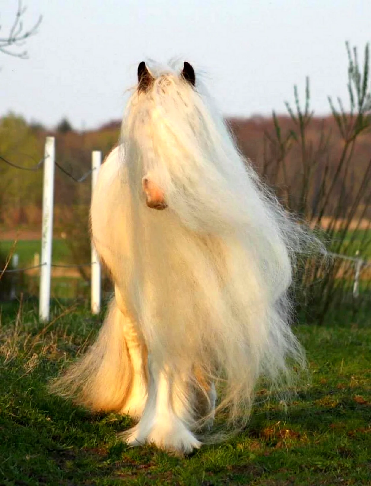 Лошадь породы Линус. Красивое животное