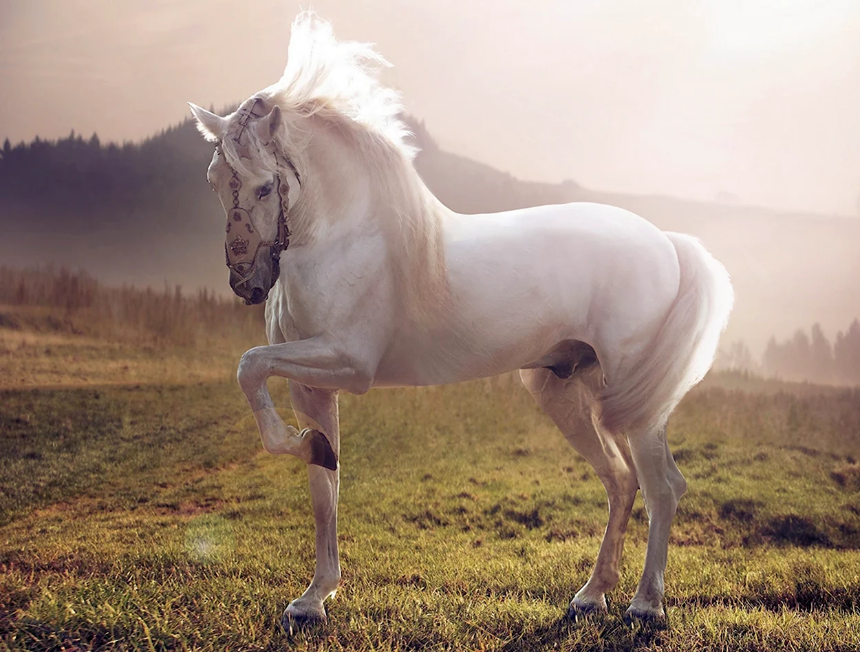 Лошадь породы Морган альбинос. Красивое животное