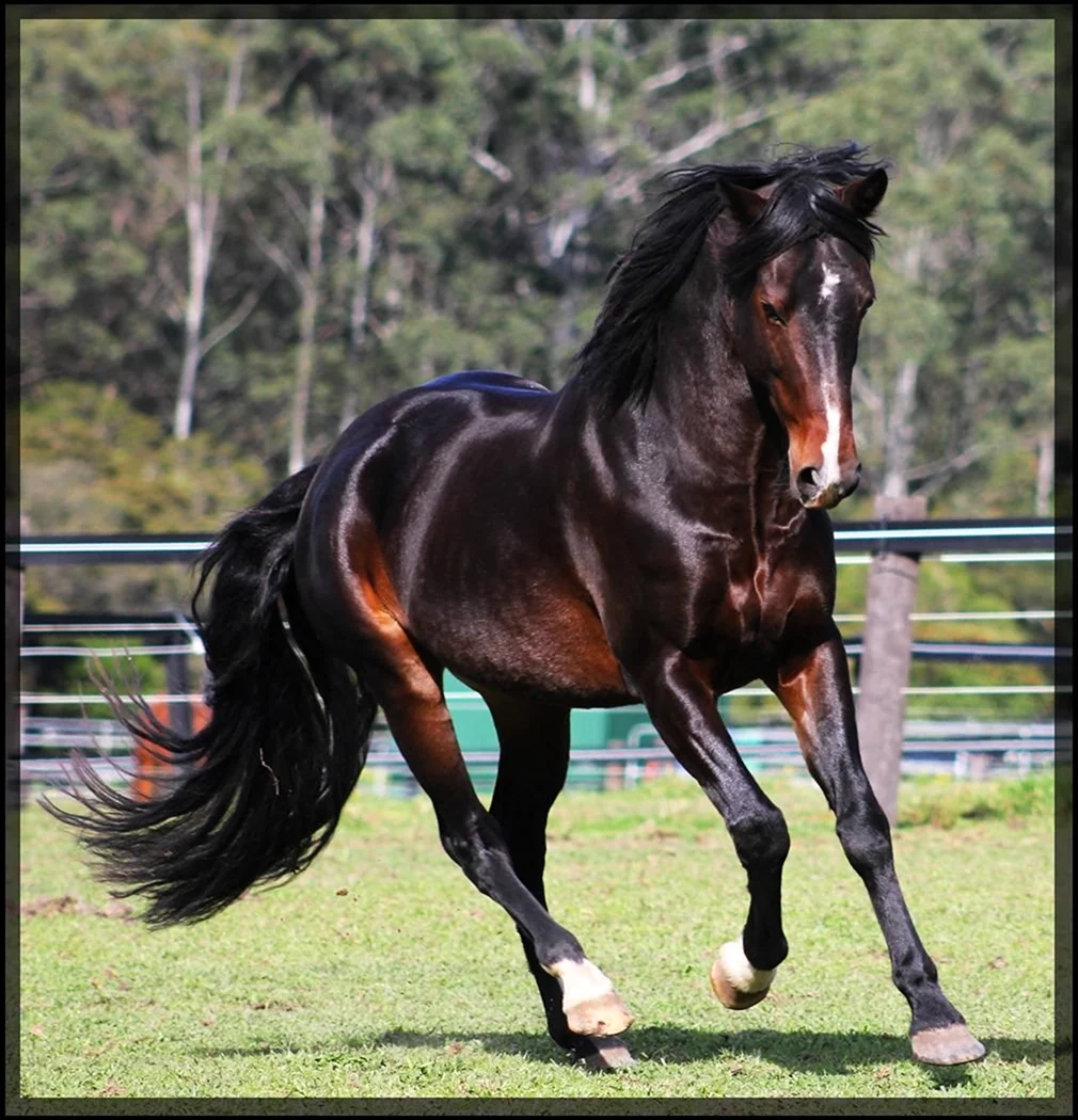 Лошадь породы Мустанг. Красивое животное