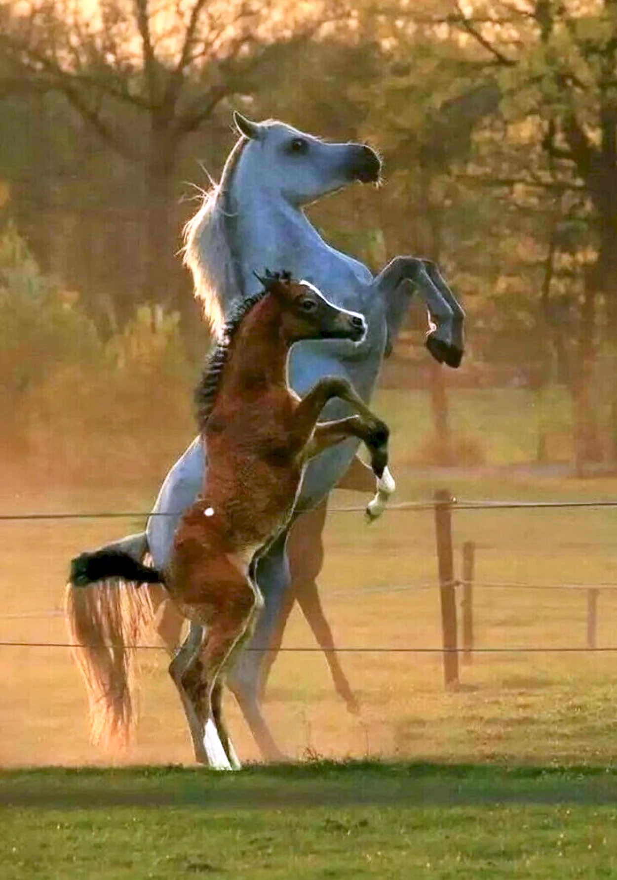 Лошадь прыгает. Красивое животное