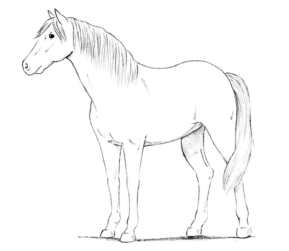 Лошадь рисунок. Для срисовки