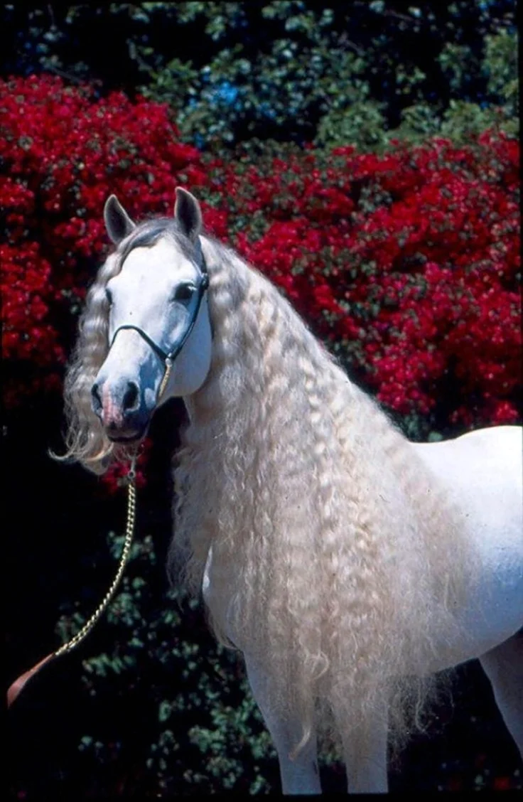 Лошадь с длинной гривой. Красивое животное
