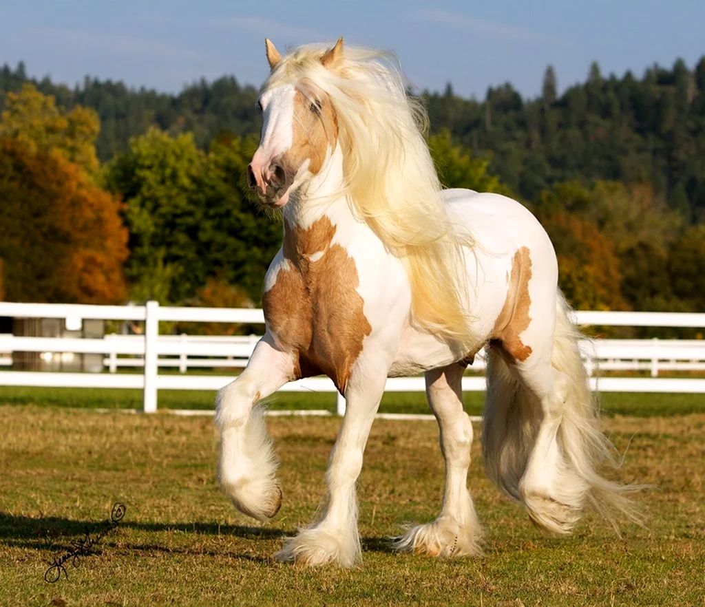 Лошадь Шайр альбинос. Красивое животное