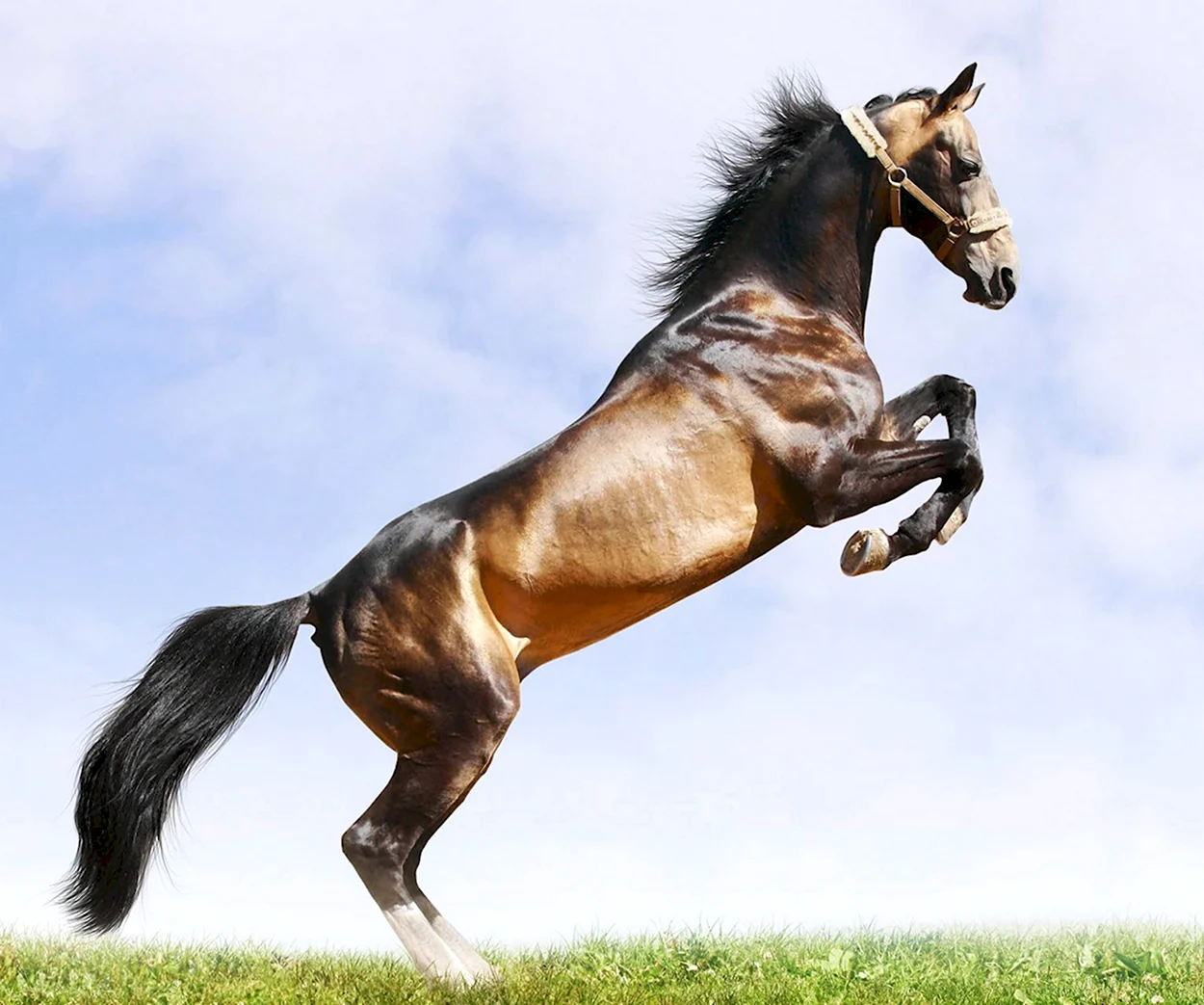 Лошадь скачет. Красивое животное