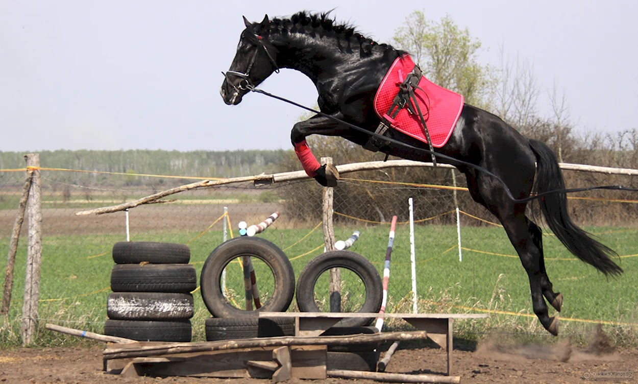 Лошадь в прыжке. Красивое животное
